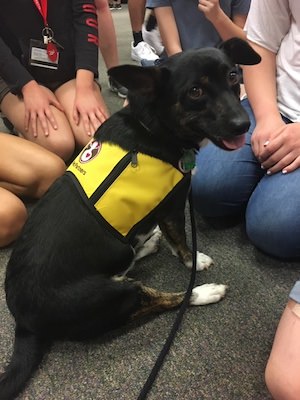 Cooper therapy dog portrait