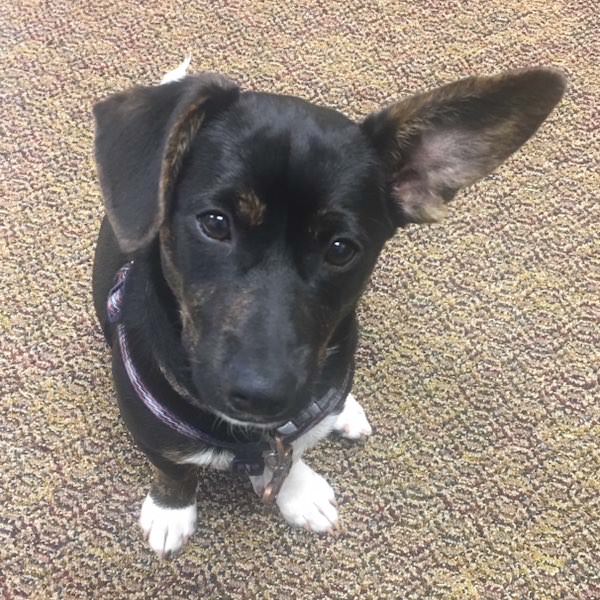Cooper the therapy dog